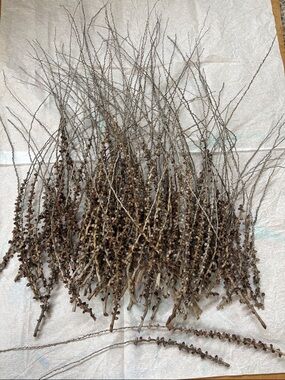Bundle of Natural Dried Twig Stems - Brown (2)